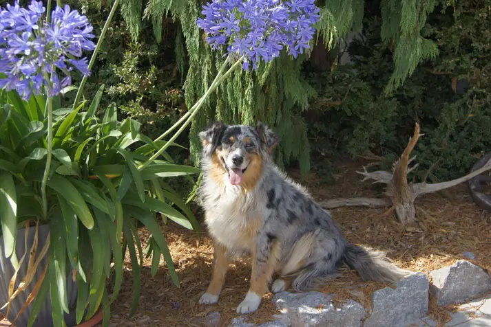 Emma, unser Hofhund