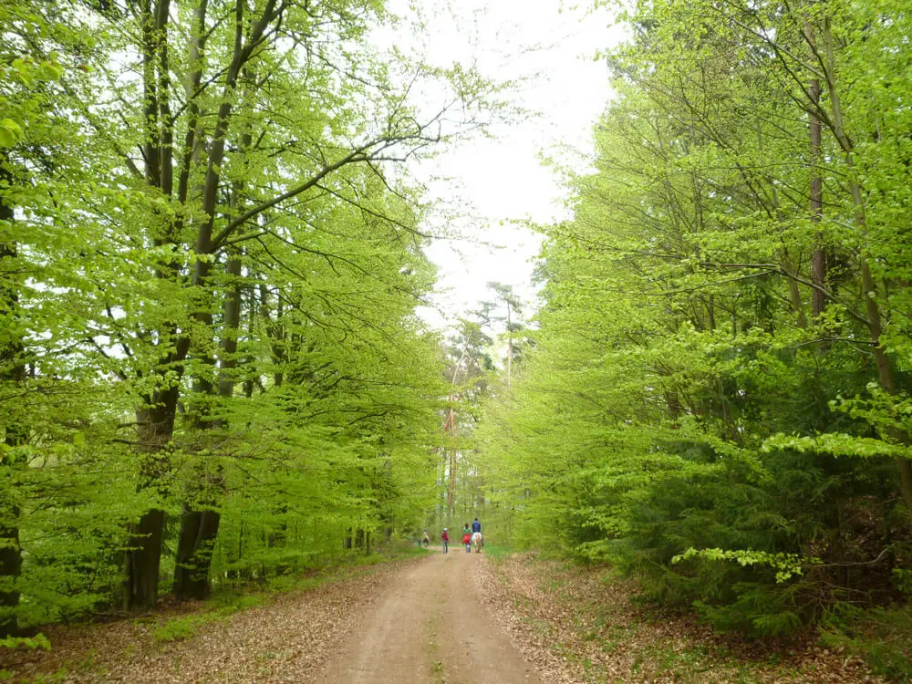 Die gute Waldluft genießen