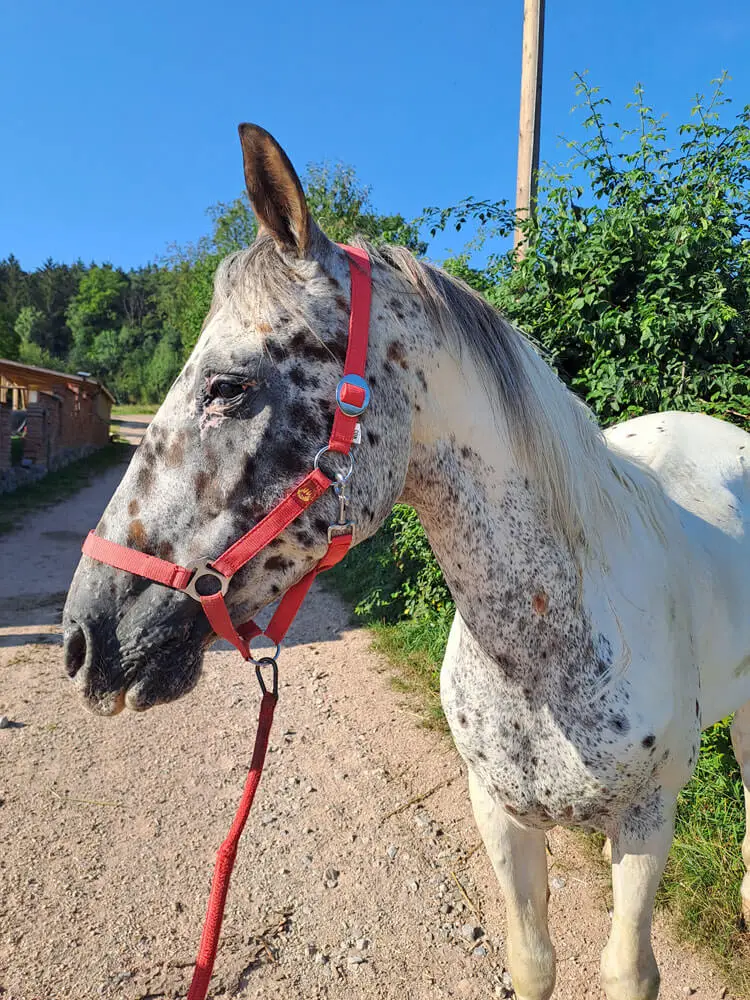 Hallo! Ich bin Nico, ruhig und verlässlich, auf mir sitzen auch gerne Anfänger/innen.