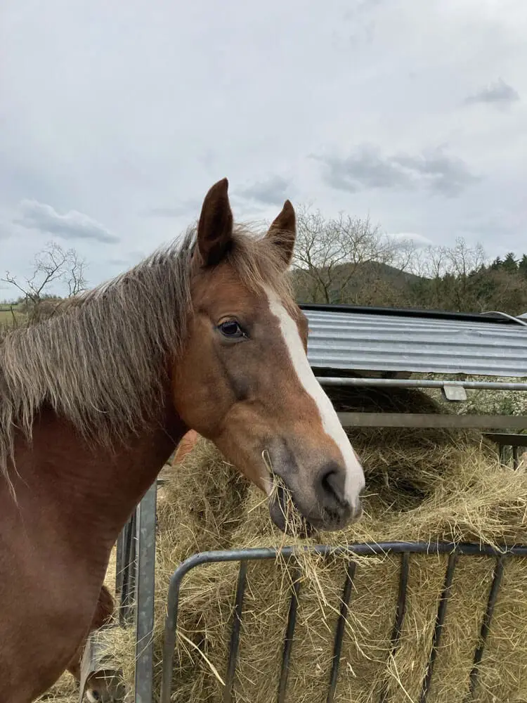 Candy ist mein Name, ich mag gerne eine/n Fortgeschrittene Reiter/in.