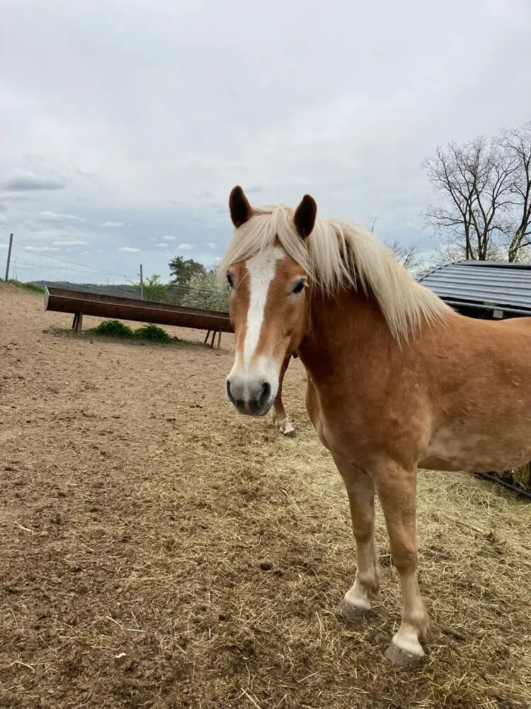 Ich bin Asterix, der Jüngste und als einziger ein Haflinger.