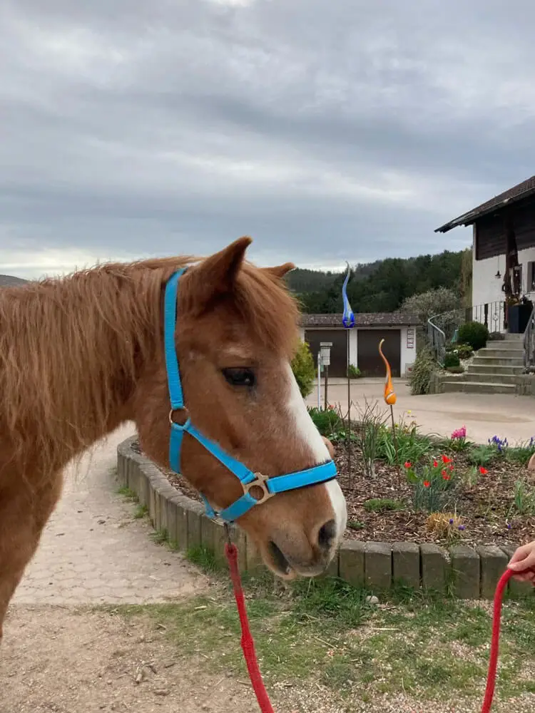 Die Älteste hier im Stall bin ich, Ria. Ich mag nur noch kurze, gemütliche Runden gehen.