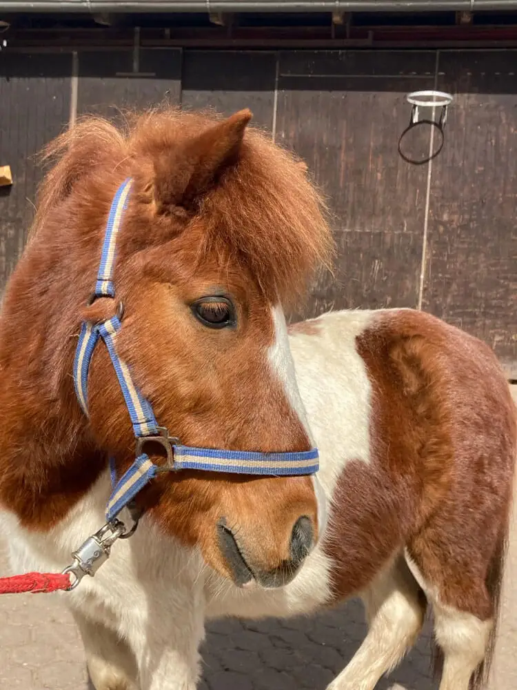 Mein Name ist Moritz, die Kinder lieben mich, weil ich für alles zu haben bin.