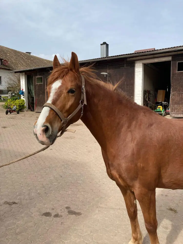 Mein Name ist Franzl und hier auf dem Haflingerhof geboren! Ich freu mich auf einen Ausritt!