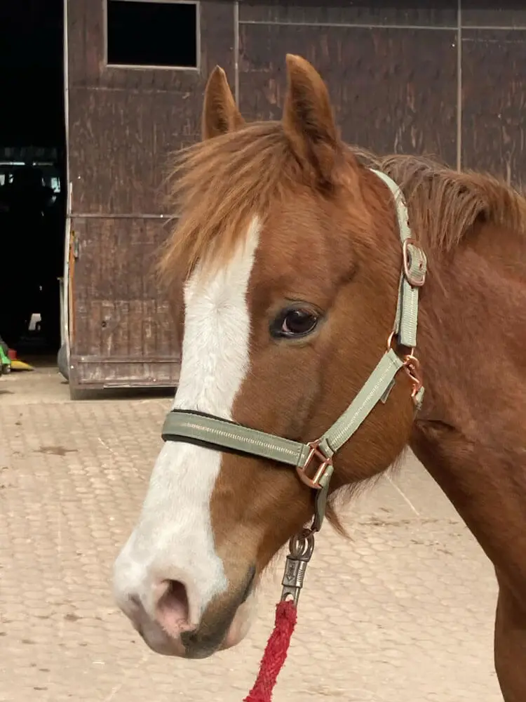 Mein Name ist Teddy. Ich bin ruhig und ausgeglichen, wenn du noch nicht oft geritten bist, bin ich der Richtige!
