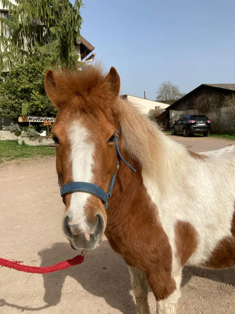 Hallo! Ich bin Winnetou, der Jüngste unter den Ponys und eher für größere Kinder.
