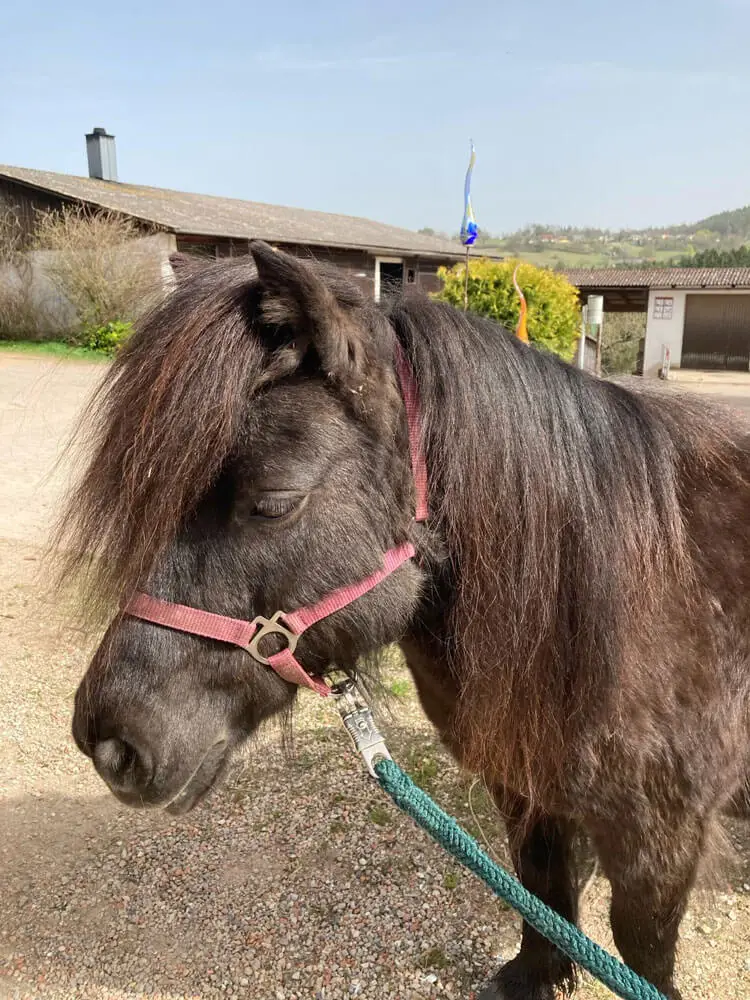 Mein Name ist Adele, am liebsten habe ich die Kleinsten, weil ich ja auch so klein bin!